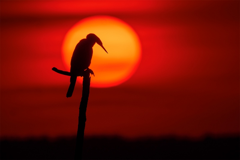 Anhinga-looking-down-at-sunset-_DSC6247-Indian-Lake-Estates-FL-1