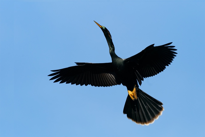 Anhinga-male-incoming-_A926033-Gatorland-FL-1