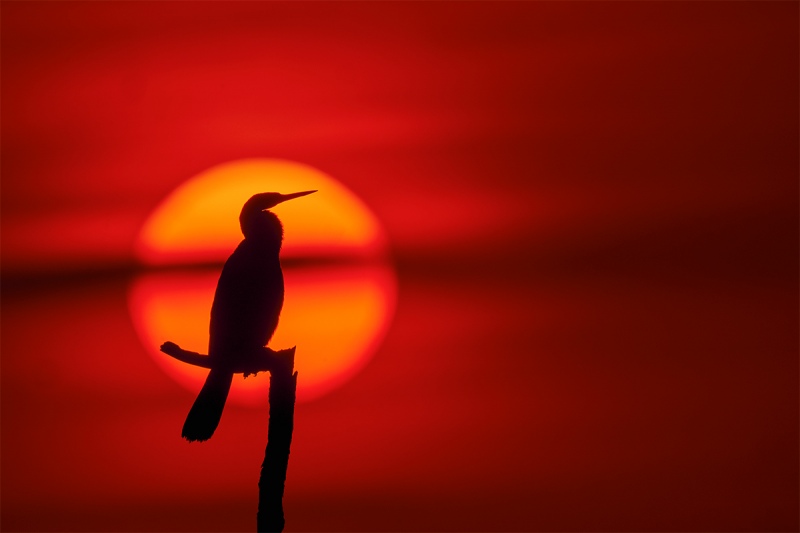 Anhinga-posing-at-sunset-_DSC6247-Indian-Lake-Estates-FL-1