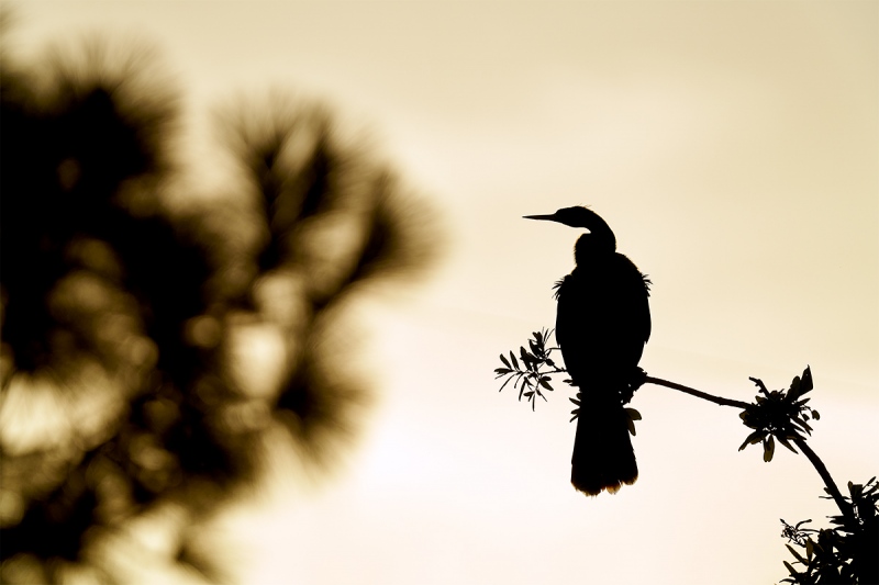 Anhinga-silhouette-_7R41156-Gatorland-FL-1