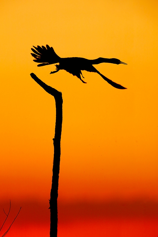 Anhinga-taking-flight-anita-north-photo-_V6A0429Indian-Lake-EState