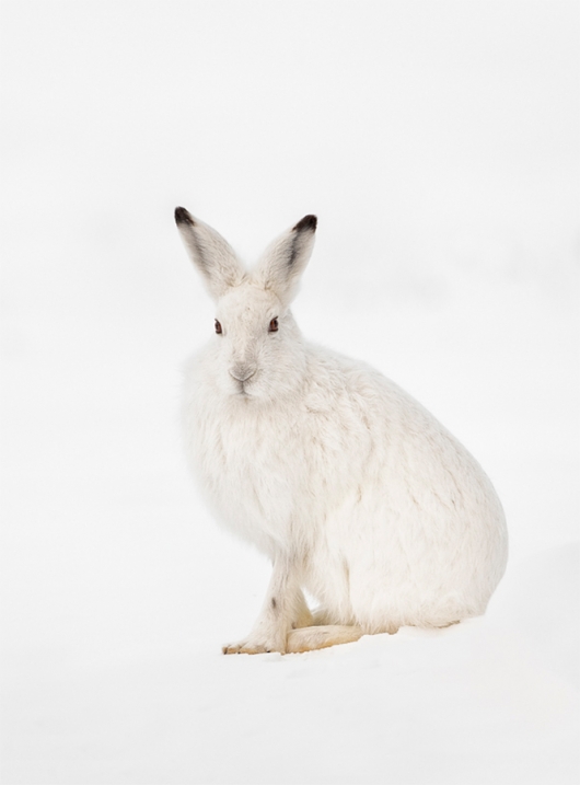 Anita-HARE-#2-_DSC5448-Churchill-FEB--2019-Edit