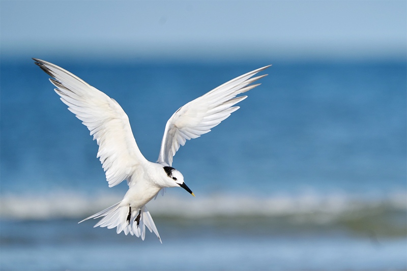 Anita-Sandw-Tern-_A923176-Ft-deSoto-Sept-2020