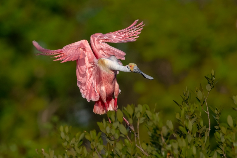 Anita-landing-_DSC2530-Alafia-BanksFEB--2019-Edit