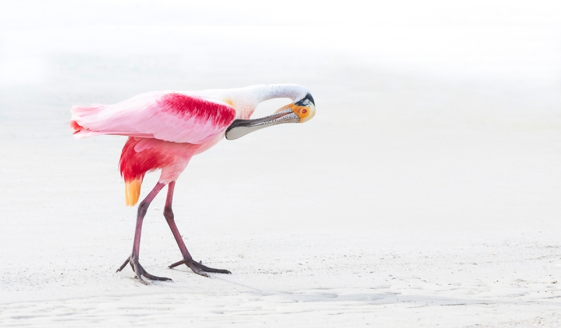 Anita-preening-WHITE_DSC4217-Alafia-BanksFEB--2019-Edit-Edit