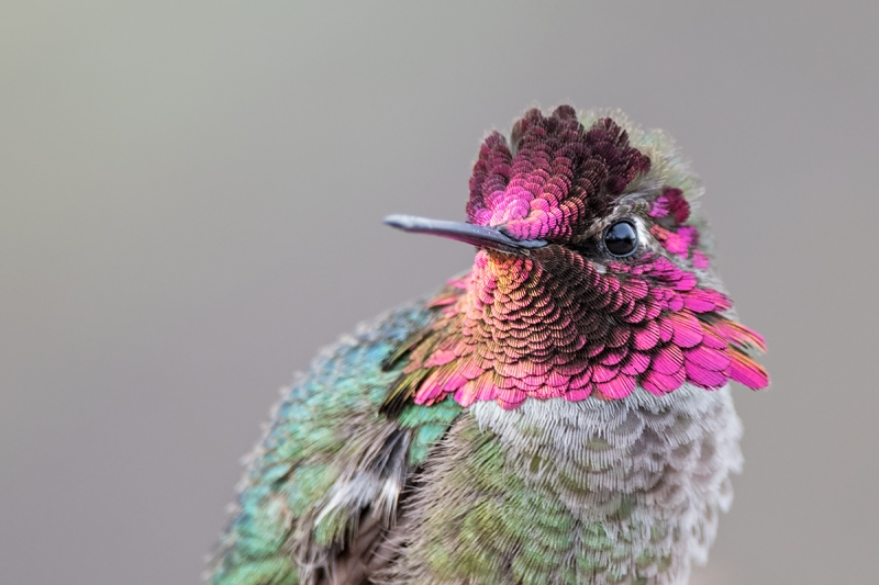 Anna's-Hummingbird-male-gorget-lit-up-_DSC1578--Gilbert-Water-Ranch-Riparian-Preserve,-AZ
