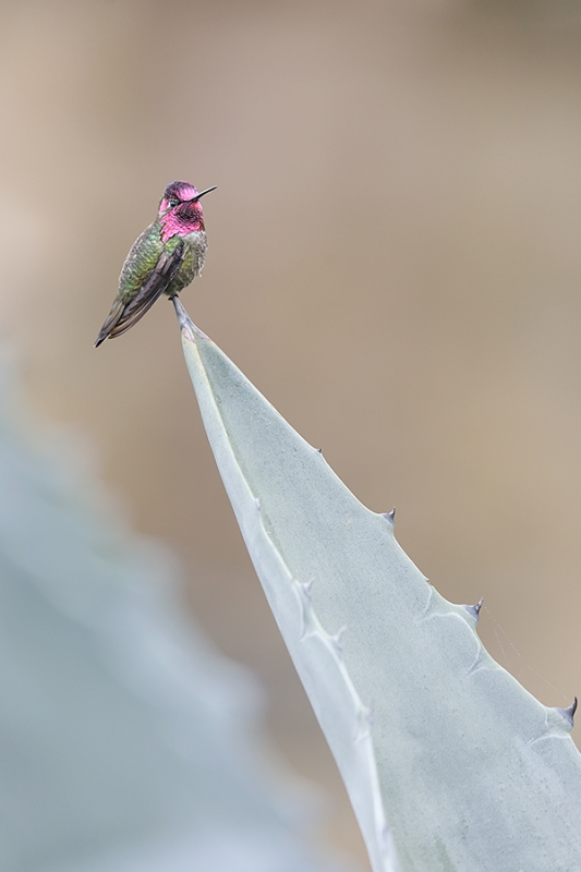 Anna\'s-Hummmingbird-male-_P3A9602-La-Jolla,-CA--