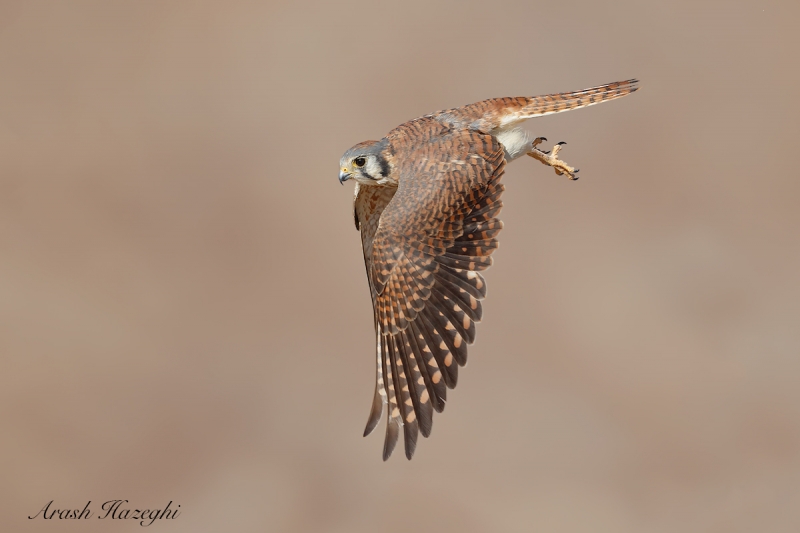 Arash diving Kestrel