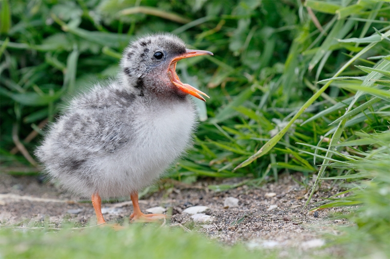 Arctic-Tern-small-chick-_Y8A0087--Seabird-Islands-off-Seahouses,-UK