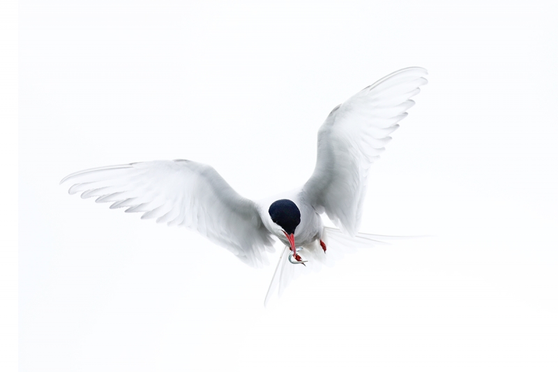 Arctic-Tern-with-sand-eel-for-young-_P3A9621-islands-off-Seahouses,-UK