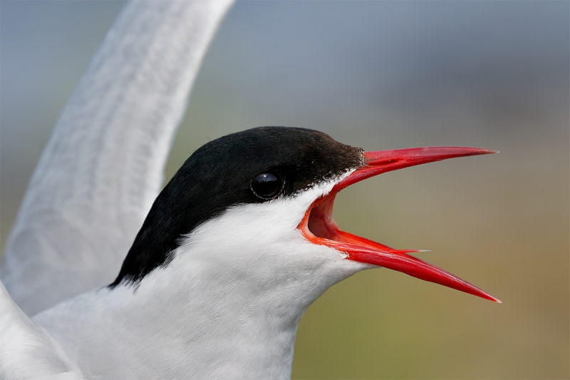 Artic-Tern-calling-head-portrait-_Y8A9152--Seabird-islands-off-Seahouses,-UK