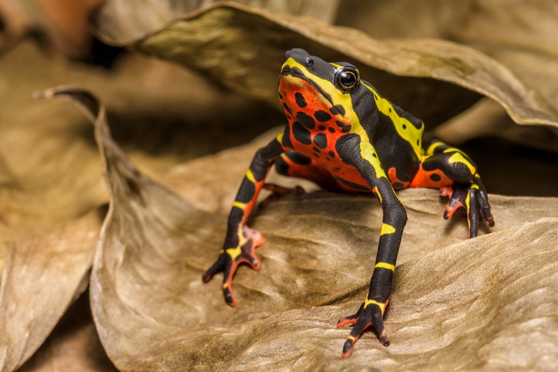 Atelopus-sp-Limon_0297