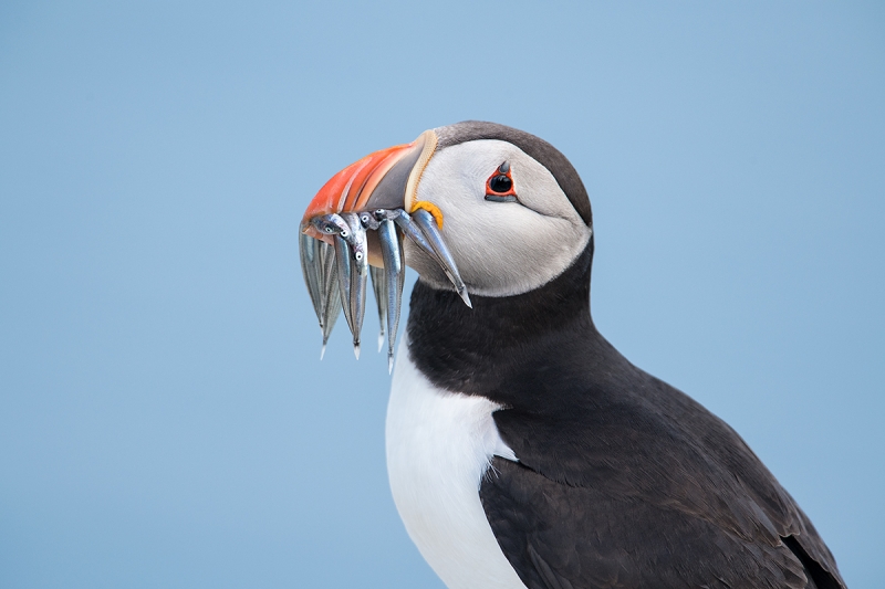 Atlanitc-Puffinn-with-sand-eels-sweet-blue-BKGR-_MAI1627islands-off-Seahouses,-UK