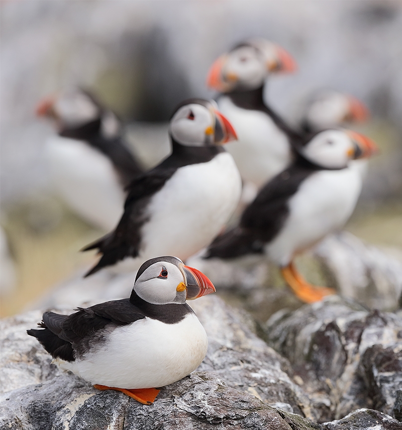 Atlantic-Puffiins-SQ-on-rocks-_Y7O7132--Seabird-Islands-off--Seahouses,-UK