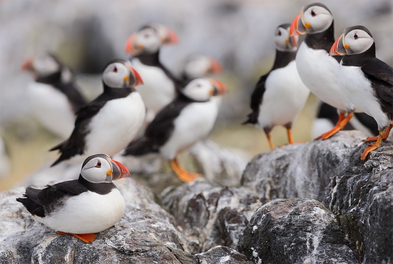 Atlantic-Puffiins-on-rocks-_Y7O7132--Seabird-Islands-off--Seahouses,-UK