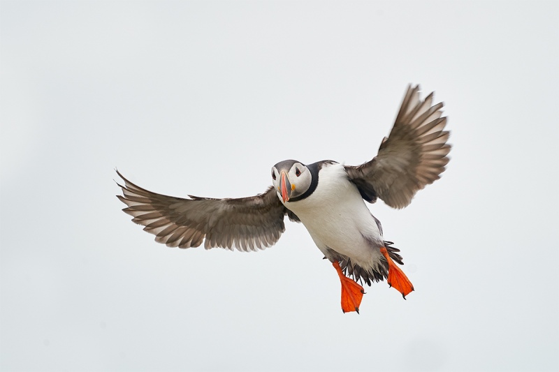 Atlantic-Puffin-braking-to-land-_A9A3170-Seahouses-UK-1