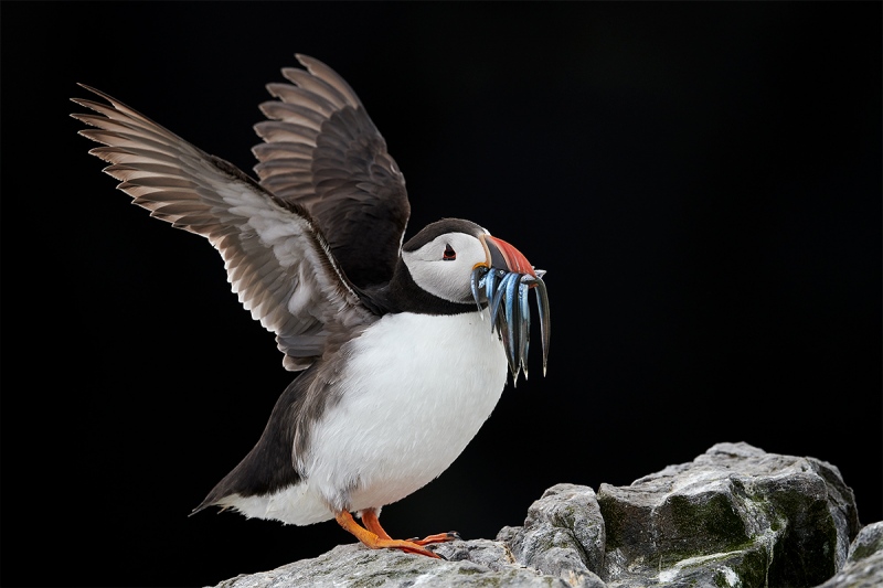 Atlantic-Puffin-flapping-_BUP4917-Seahlouses-UK