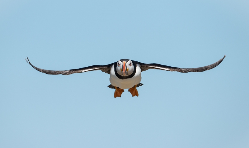 Atlantic-Puffin-flat-incoming-_MAI9790islands-off-Seahouses,-UK