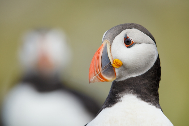 Atlantic-Puffin-head-juxtaposition-_W5A2553-islands-off-Seahouses,-UK