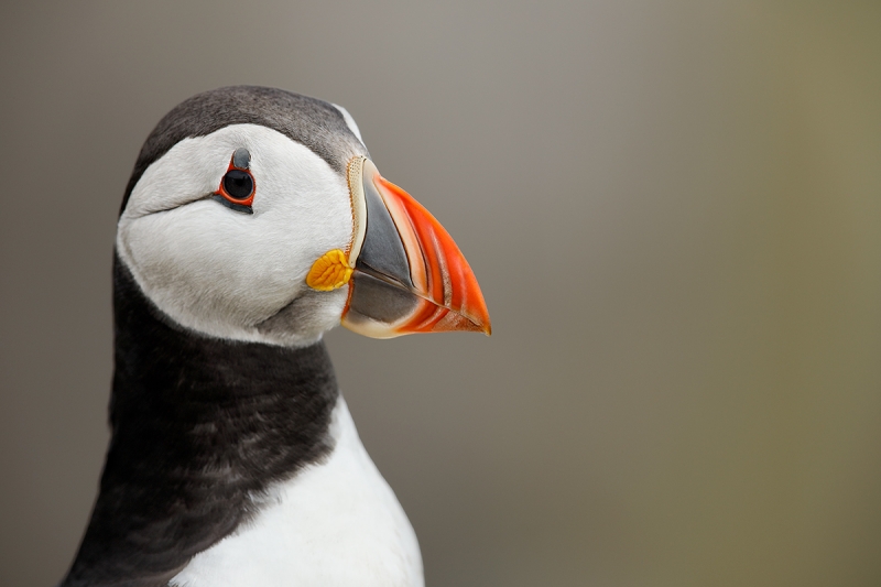 Atlantic-Puffin-head-portrait-_W5A3653-islands-off-Seahouses,-UK