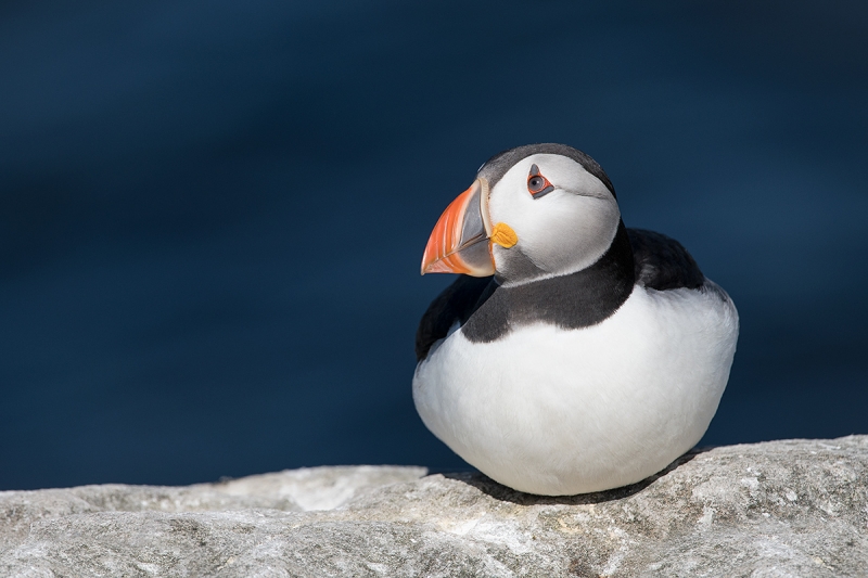 Atlantic-Puffin-in-brigh-sun-_BUP2581islands-off-Seahouses,-UK