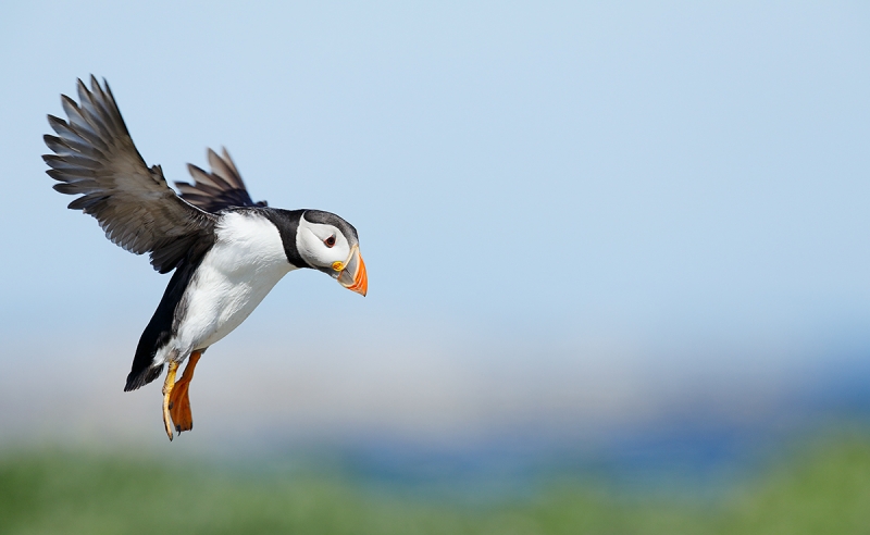 Atlantic-Puffin-in-flight-w-wnigs-back-_W5A3801-islands-off-Seahouses,-UK
