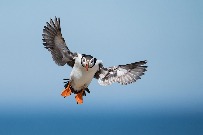 Atlantic-Puffin-incoming-_MAI9932islands-off-Seahouses,-UK