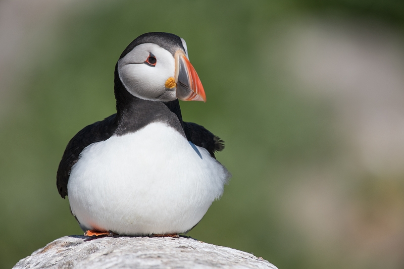 Atlantic-Puffin-on-rock-_BUP2630islands-off-Seahouses,-UK