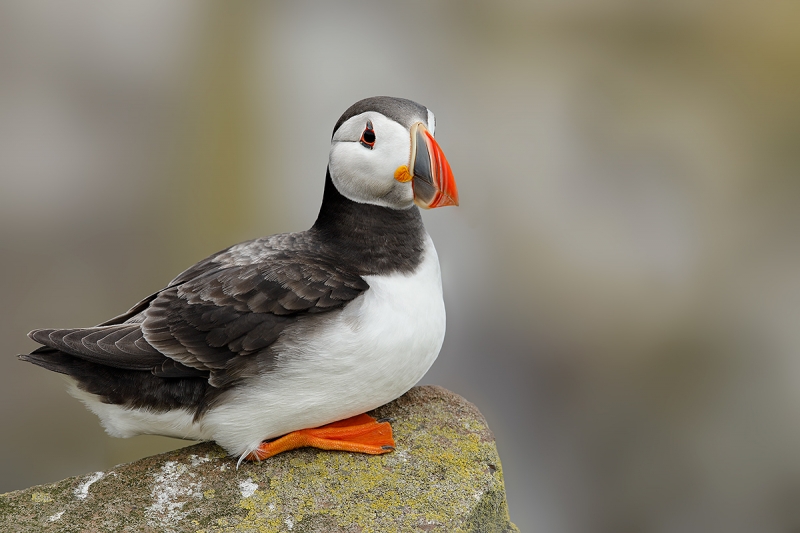 Atlantic-Puffin-on-rock-_W5A3671-islands-off-Seahouses,-UK