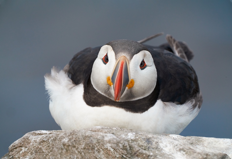 Atlantic-Puffin-staring-straight-ahead-_A7R5652-Seahouses-UK-1