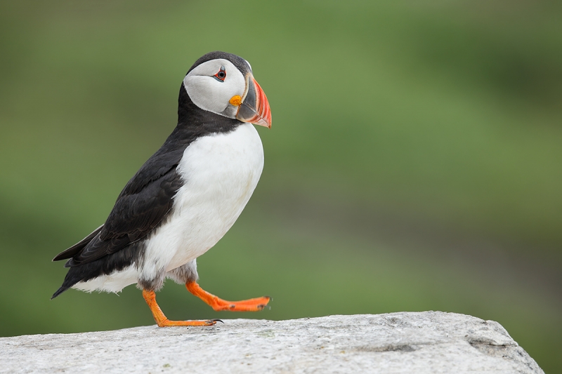 Atlantic-Puffin-striding-on-rock-_W5A3662-islands-off-Seahouses,-UK