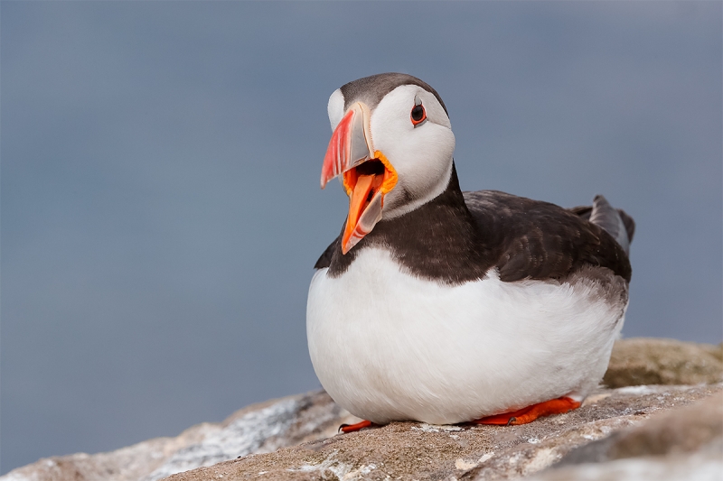 Atlantic-Puffin-w-bill-open-_Y5O4423--Islands-off-Seahouses,-UK