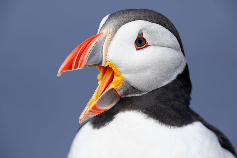 Atlantic-Puffin-with-bill-open-_P3A0930-islands-off-Seahouses,-UK