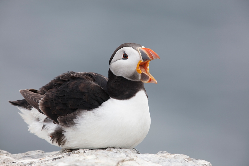 Atlantic-Puffin-with-bill-open-_T0A0535-Seahouses,-UK