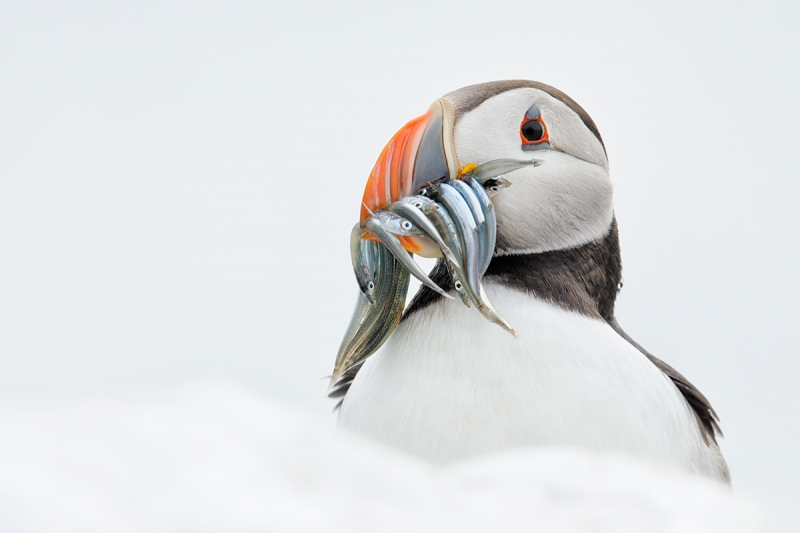 Atlantic-Puffin-with-fish-in-heaven-_W5A3519-islands-off-Seahouses,-UK