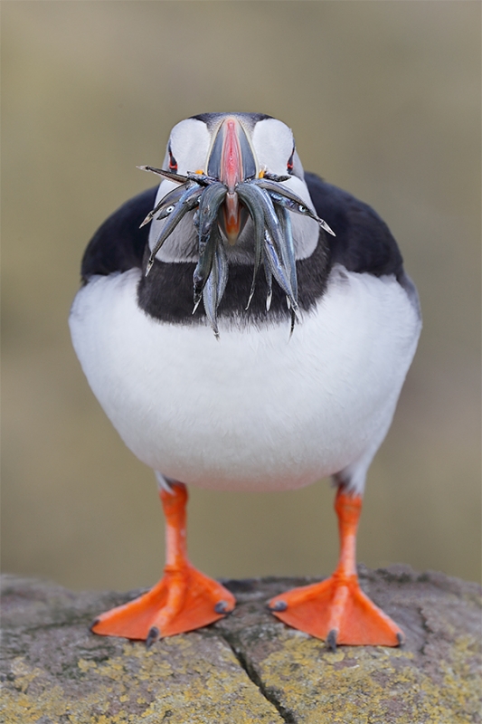 Atlantic-Puffin-with-sand-eels-_A0I3594-Seahouses,-UK