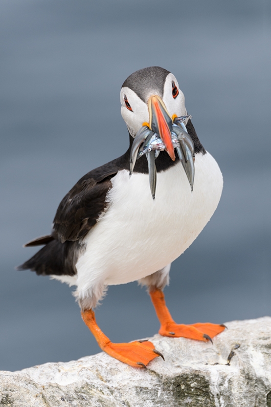 Atlantic-Puffin-with-sand-eels--_DSC3789islands-off-Seahouses,-UK