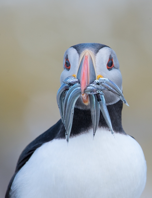 Atlantic-Puffin-with-sand-eels-_MAI1591islands-off-Seahouses,-UK