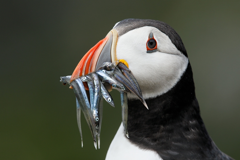 Atlantic-Puffin-with-sand-eels-_W5A2745-islands-off-Seahouses,-UK