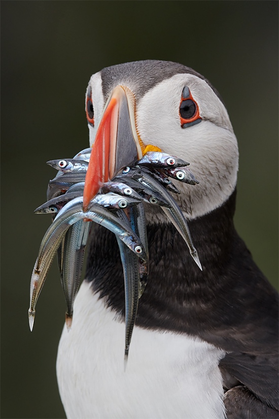 Atltantic-Puffin-with-sand-eels-_BUP4619-Seahlouses-UK-1