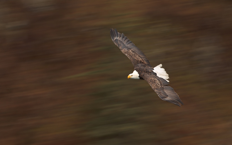 Bald-Eagle-1-30-pan-blur-_W3C4176-Homer-AK