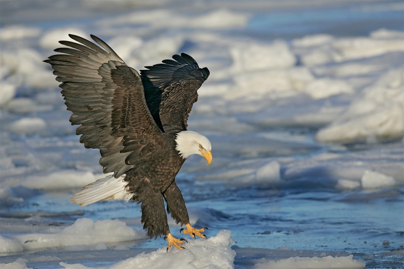 Bald-Eagle-AD-landing-after-jump-_H2D1303-Homer-Alaska