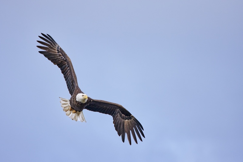 Bald-Eagle-R5-flight-DS-_Q5A0496-Indian-Lake-Estates-FL-1-1