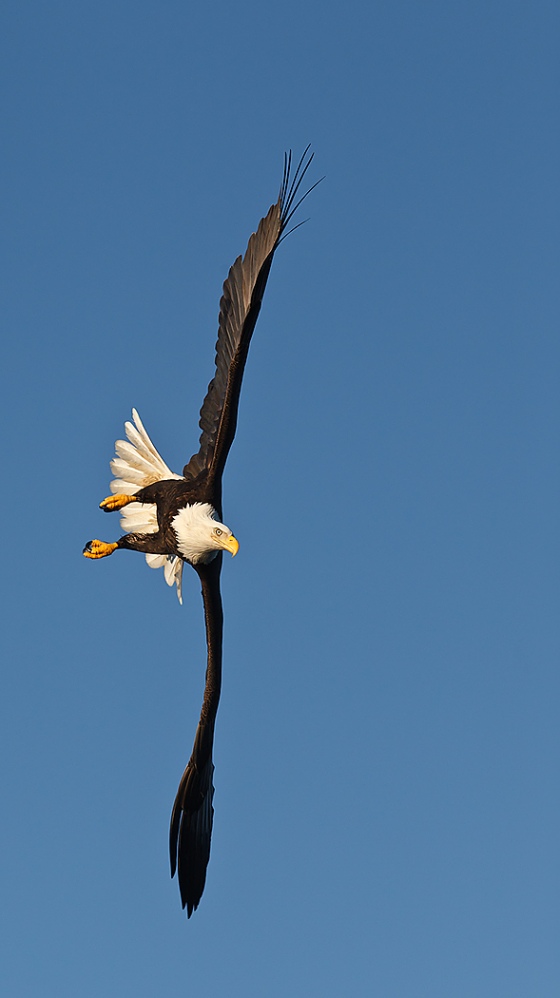 Bald-Eagle-VEERT-banking-dive-_Y9C5927-near-Homer-AK