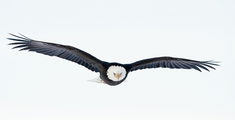 Bald-Eagle-a-head-on-flat-flight-_T9J1718-Homer-AK