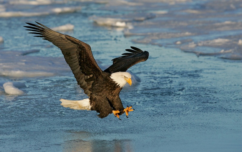 Bald-Eagle-a-talons-extended-strike-_T9J0318-Homer-Alaska