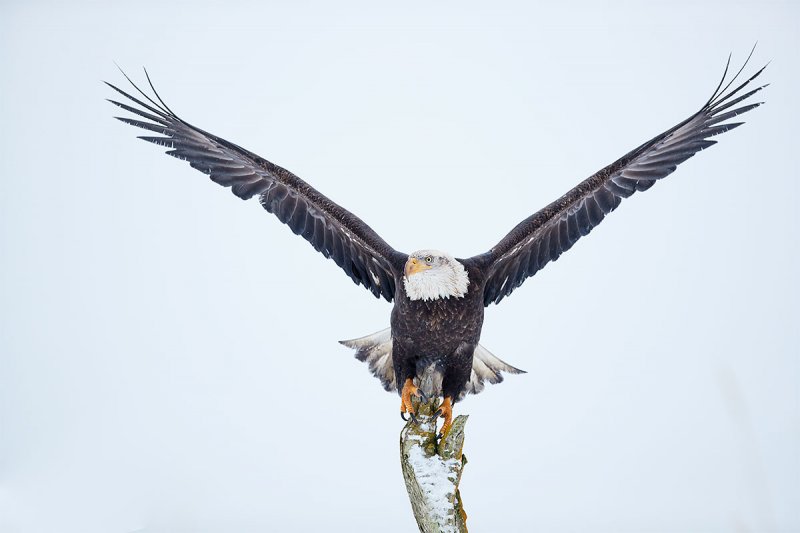 Bald-Eagle-balancing-in-wind-_A3I8383-Kachemak-Bay-AK-1