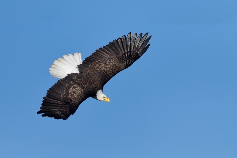 Bald-Eagle-banking-top-shot-_BUP0973-nr-Dryden-Ontario-CA-1