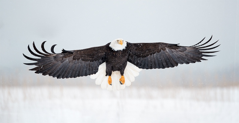 Bald-Eagle-braking-to-land-Canon-300-1DX-M-II-_A3I8558-Kachemak-Bay-AK-1