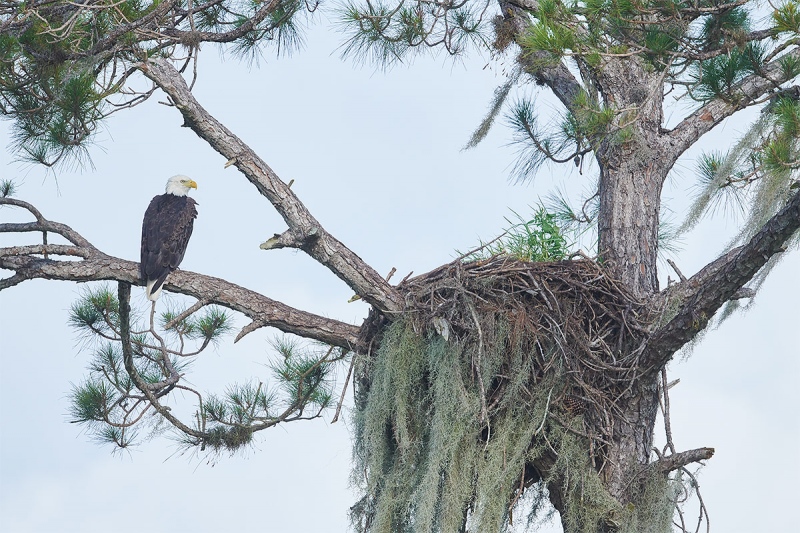 Bald-Eagle-by-old-Osprey-nest-_BUP2108-Indian-Lake-Estates-FL-1